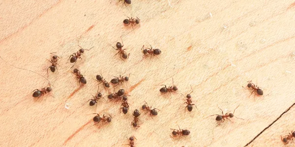 ants on kitchen counter