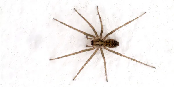 house spider with white background