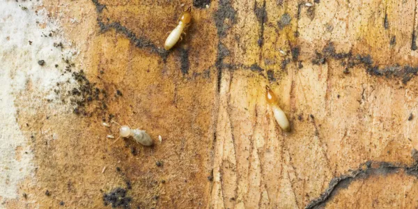 termites on wood