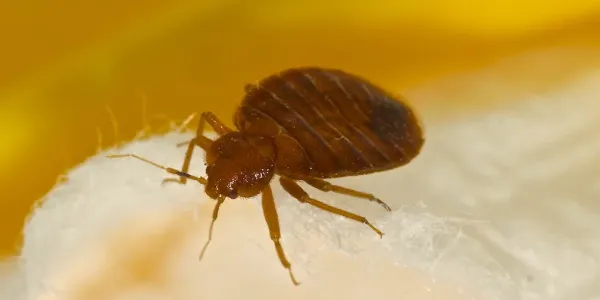 Bed Bug on sheet