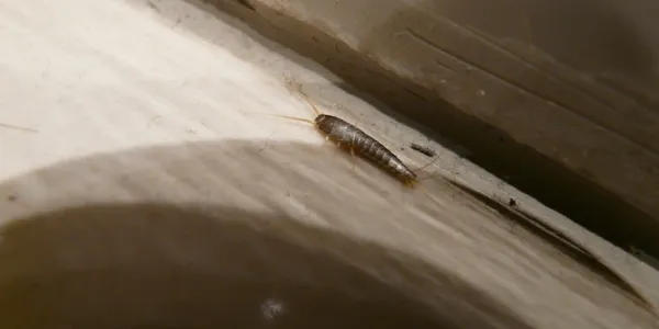 silverfish