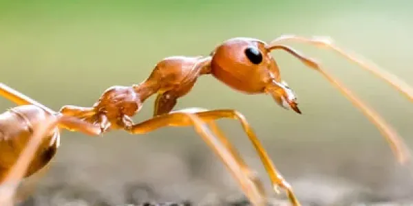 closeup image of an ant